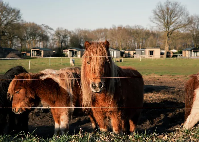 Nieuwe Luxe Lodge met Weidezicht - bij Nationaal park Drents-Friese Wold